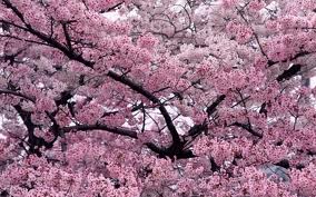 sakura sakura
